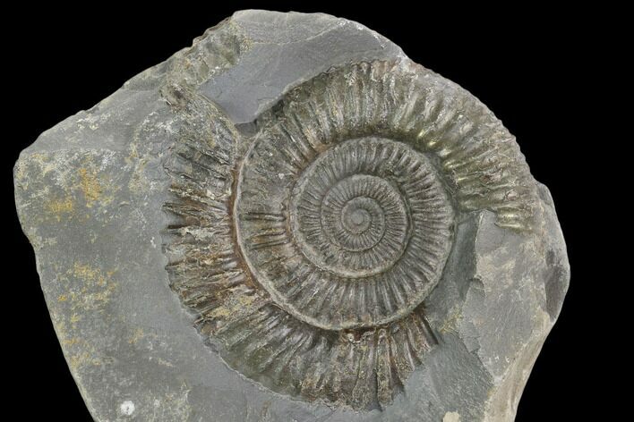 Ammonite (Dactylioceras) Fossil - England #127482